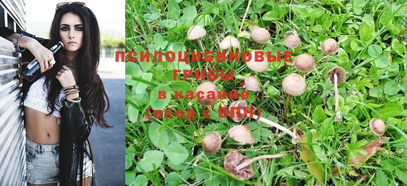 цена   Кропоткин  Псилоцибиновые грибы Magic Shrooms 